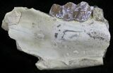 Oligocene Horse (Mesohippus) Jaw Section #25100-1